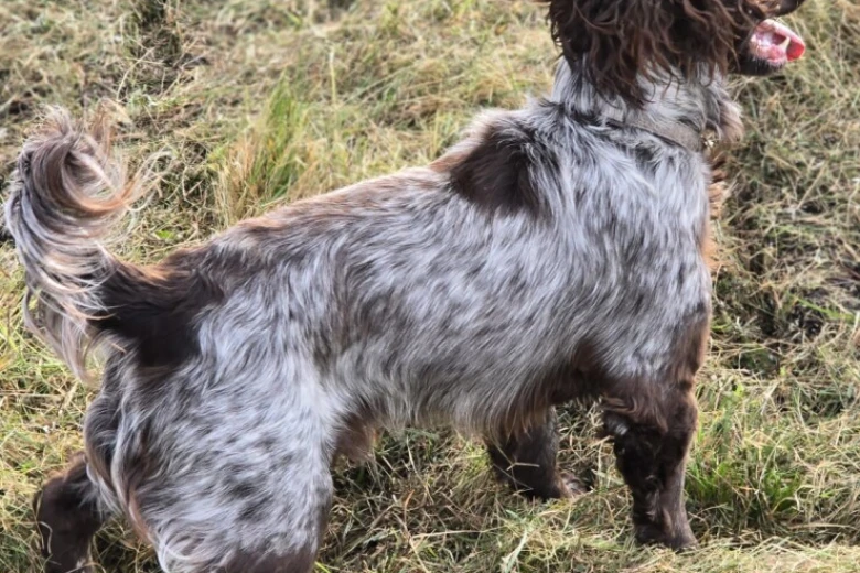 Cocker Spaniel (Working)