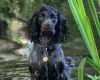 Cocker Spaniel (Working)