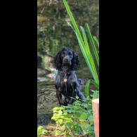 Cocker Spaniel (Working)