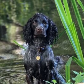 Cocker Spaniel (Working)