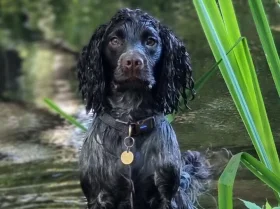 Cocker Spaniel (Working)