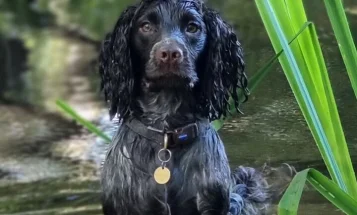 Cocker Spaniel (Working)