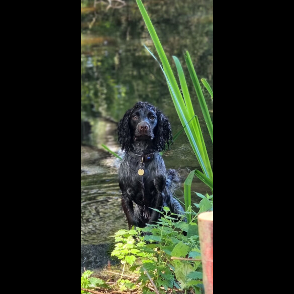Cocker Spaniel (Working)