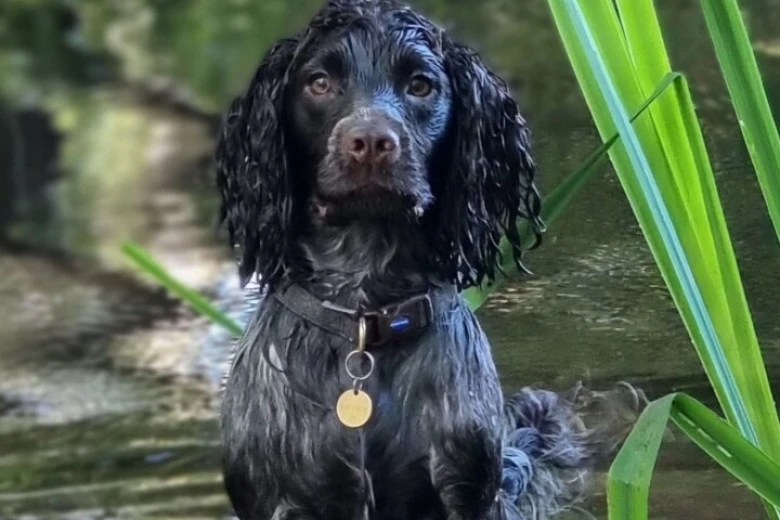 Cocker Spaniel (Working)