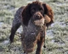 Cocker Spaniel (Working)