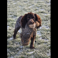 Cocker Spaniel (Working)