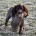 Cocker Spaniel (Working)