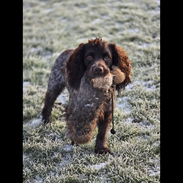 Cocker Spaniel (Working)