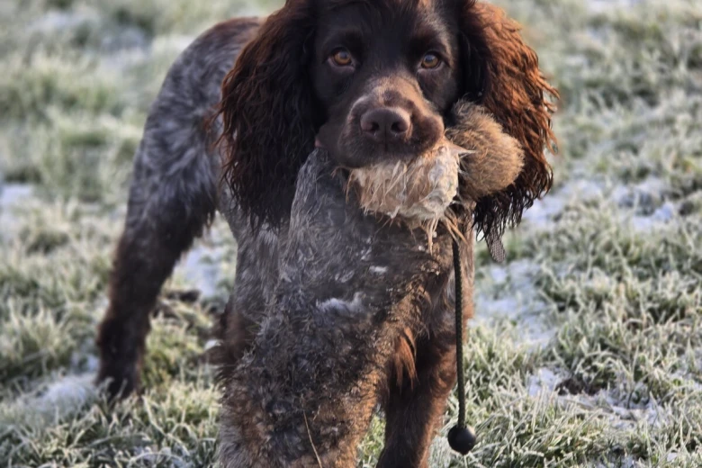Cocker Spaniel (Working)