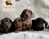 Dachshund (Miniature Smooth Haired)