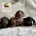 Dachshund (Miniature Smooth Haired)