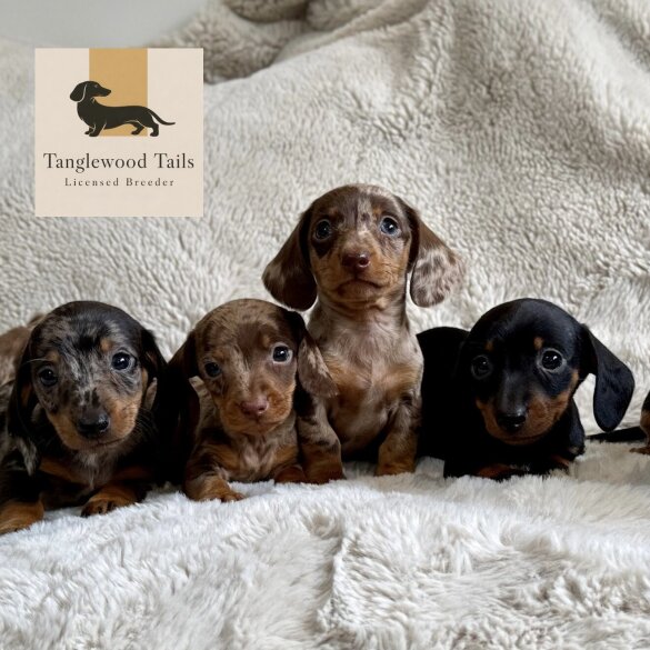 Dachshund (Miniature Smooth Haired)