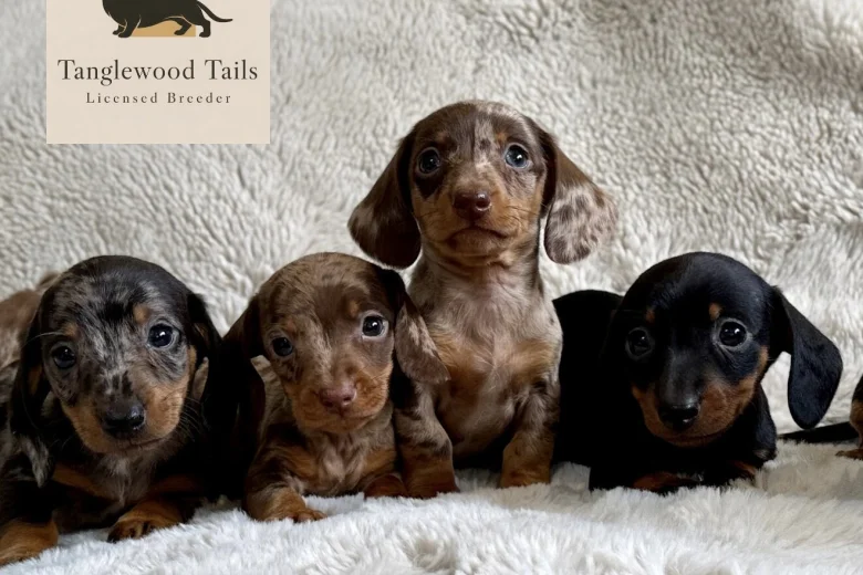 Dachshund (Miniature Smooth Haired)