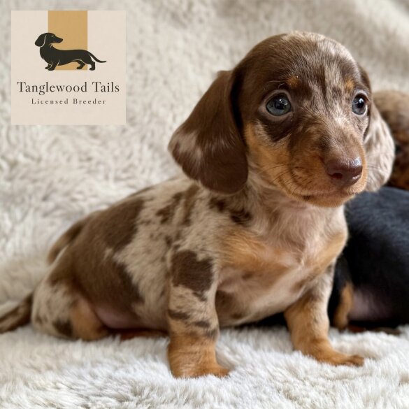 Dachshund (Miniature Smooth Haired)