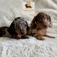 Dachshund (Miniature Smooth Haired)