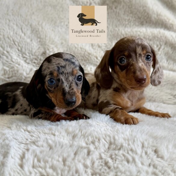Dachshund (Miniature Smooth Haired)