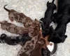Dachshund (Miniature Smooth Haired)