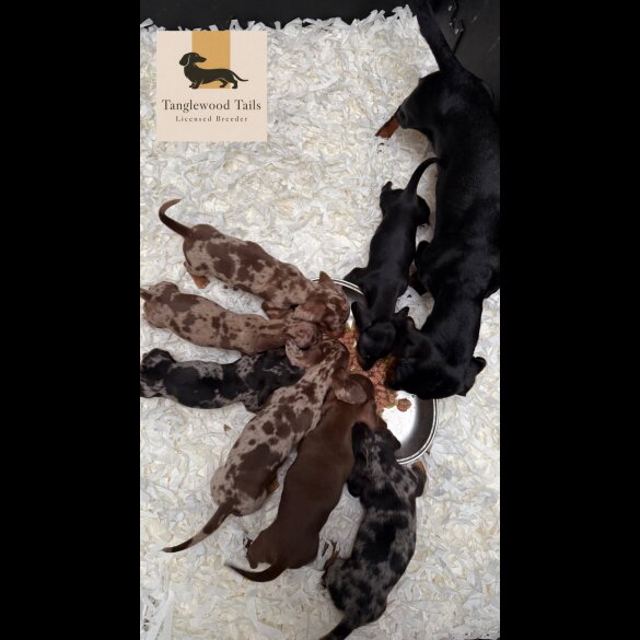 Dachshund (Miniature Smooth Haired)