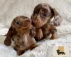 Dachshund (Miniature Smooth Haired)
