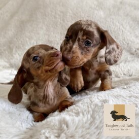 Dachshund (Miniature Smooth Haired)