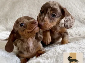 Dachshund (Miniature Smooth Haired)