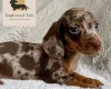 Dachshund (Miniature Smooth Haired)