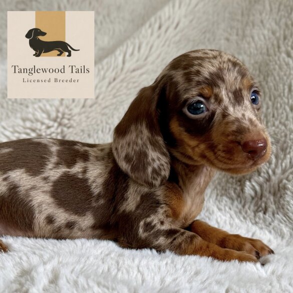 Dachshund (Miniature Smooth Haired)