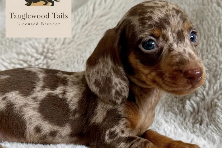 Dachshund (Miniature Smooth Haired)