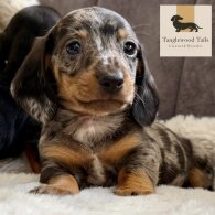 Dachshund (Miniature Smooth Haired)