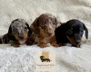 Dachshund (Miniature Smooth Haired)
