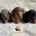 Dachshund (Miniature Smooth Haired)