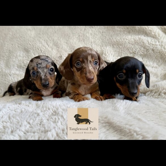 Dachshund (Miniature Smooth Haired)
