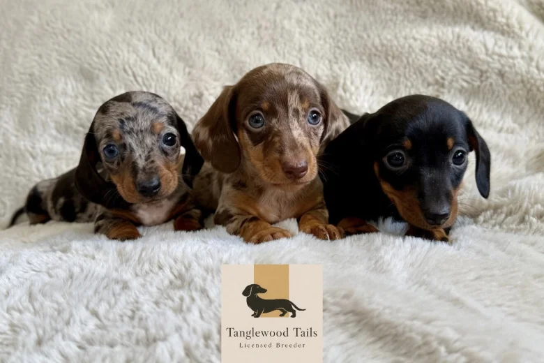 Dachshund (Miniature Smooth Haired)