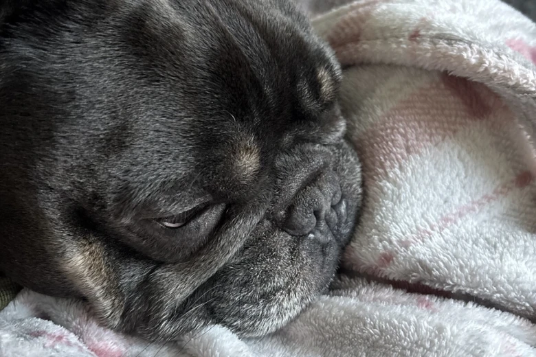 French Bulldog