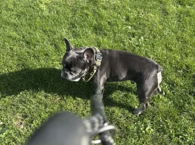 French Bulldog