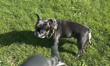 French Bulldog