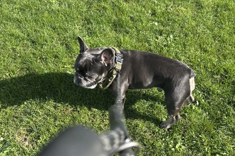 French Bulldog