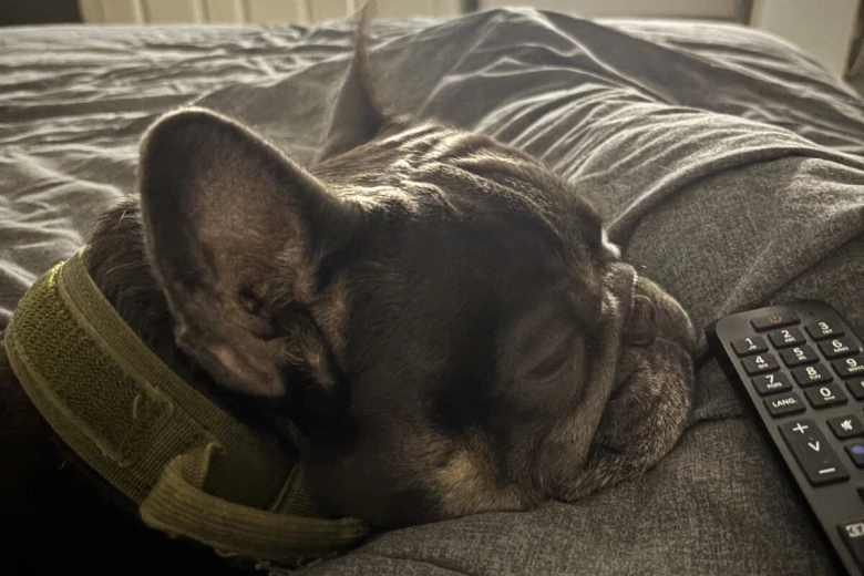 French Bulldog