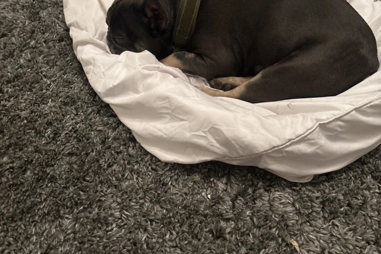 French Bulldog