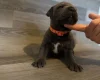 Staffordshire Bull Terrier