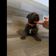 Staffordshire Bull Terrier