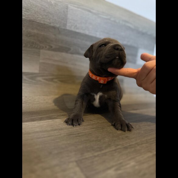 Staffordshire Bull Terrier