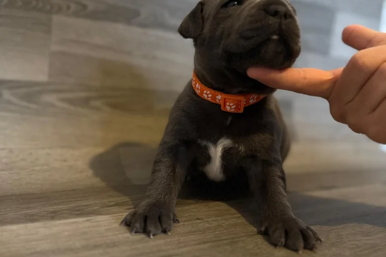 Staffordshire Bull Terrier