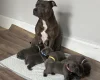 Staffordshire Bull Terrier