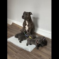 Staffordshire Bull Terrier