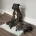 Staffordshire Bull Terrier