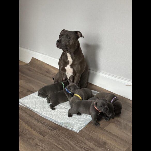 Staffordshire Bull Terrier