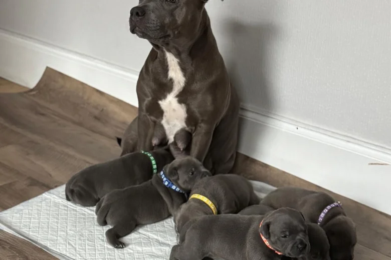 Staffordshire Bull Terrier