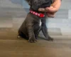 Staffordshire Bull Terrier