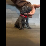 Staffordshire Bull Terrier